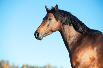 portrait of running dark bay sportive welsh pony stallion at freedom against blue sky