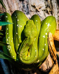 green snake on a branch