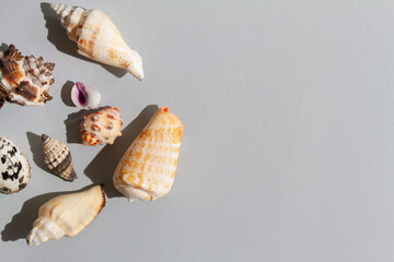 assorted seashells on gray paper background 