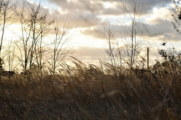 Fototapeta premium The sown field is colored with different heavenly flowers at sunset.