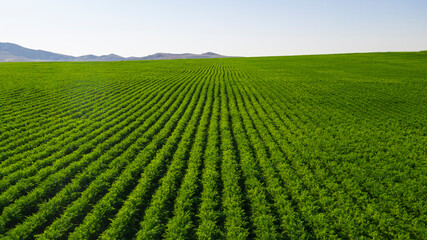 Aerial view of carrot field in Ankara-Beypazari