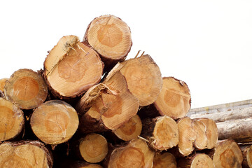 A pile of pine logs in a sawmill warehouse. Lumber for construction