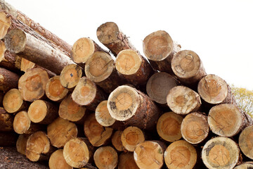 Fototapeta premium A pile of pine logs in a sawmill warehouse. Lumber for construction