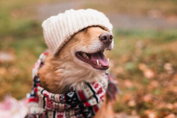 cute happy dog in warm christmas scarf
