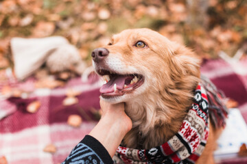 cute happy dog in warm christmas scarf