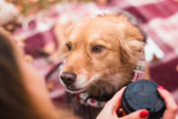 cute happy dog in warm christmas scarf