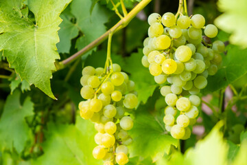 Ripe white grape bunches on a vineyard in summer. Good harvest for prosecco or sparkling wine...