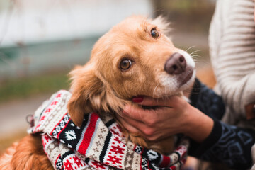 cute happy dog in warm christmas scarf