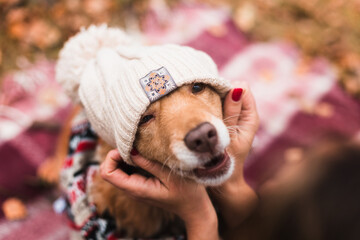 cute happy dog in warm christmas scarf