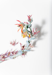 Close up of Dried Succulent Flowers