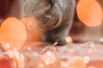 cute cat with christmas decoration and lights