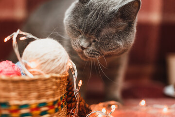 cute cat with christmas decoration and lights