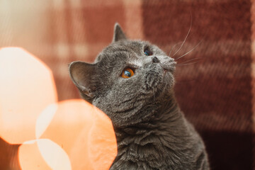 cute cat with christmas decoration and lights