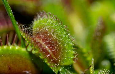 Close up of Venus Fly Trap with Spider Inside