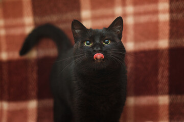 portrait oh the cutest cat