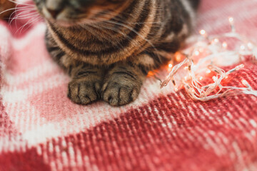 cute cat with christmas decoration and lights