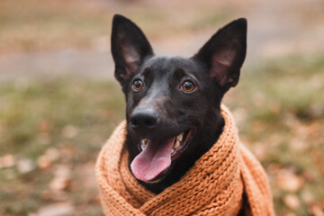 cute happy dog in warm christmas scarf