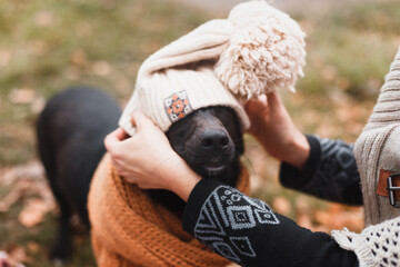 cute happy dog in warm christmas scarf