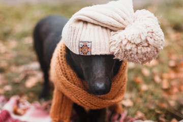 cute happy dog in warm christmas scarf