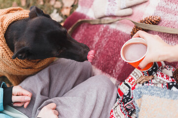 cute happy dog in warm christmas scarf