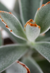 Close up of Fuzzy Kalanchoe Plant