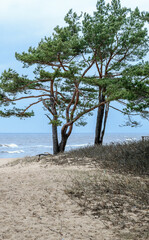 View of the sea and dunes through the pine trees