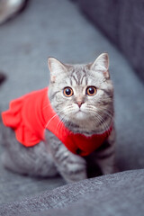 cat, animal, pet, kitten, feline, domestic, cute, white, fur, eyes, pets, portrait, mammal, kitty, animals, eye, young, nature, cats, hair, blue, beautiful, black