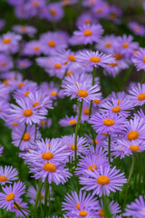 Aster tongolensis beautiful groundcovering flowers with violet purple petals and orange center, flowering plant in bloom