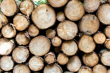 Pile of stacked wood logs stored in woods