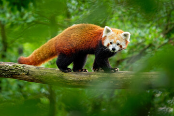 Red Panda - Ailurus fulgens walking and climbing on the branch in the forest,  carnivoran native to...