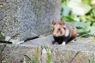 Ein frecher Hamster auf einem Grabstein.