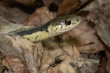 An Eastern Garter Snake among fallen leaves in the Glen Stewart Ravine in the Upper Beaches neighbourhood of Toronto, Ontario.