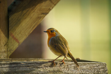 close up side profile of a robin redbreast (Erithacus rubecula) on a wooden bird feeder table