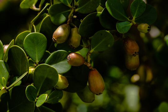 Very showy foliage of Clusia fluminensis tree. Restinga vegetation.