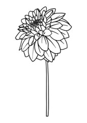 Contour drawing of a dahlia flower. Vector isolated clipart. Minimal monochrome hand-drawn botanical design.