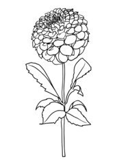 Contour drawing of a dahlia flower. Vector isolated clipart. Minimal monochrome hand-drawn botanical design.