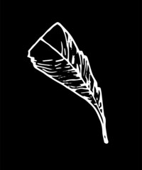 bird feather vintage . hand-drawn bird's feather in the style of a long-shaped sketch with a blunt end pattern of stripes, isolated white outline on black for a design template