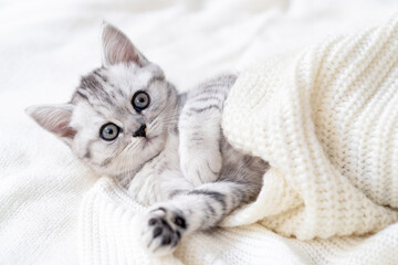 Funny cute little striped Scottish fold Kitten cat lying on white. Concept adorable pets cats.