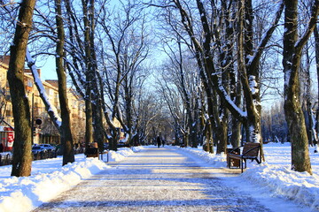 Beautiful park alley with bench and trees in winter sunny day