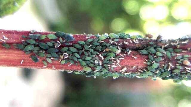 4K HD video close up of hundreds of tiny aphids infesting a stalk of Indian corn. 
