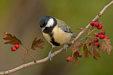 Yellow great tit on a checker tree branch with yellowed autumn leaves. Blurred green forest background