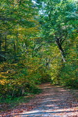 abandon road in a mid october day