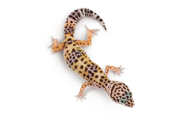 Leopard gecko or Eublepharis macularius isolated on white background with clipping path and full depth of field. Top view. Flat lay