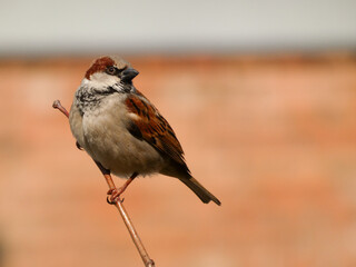 House sparrow (Passer domesticus) perched on twig, Gdansk, Poland