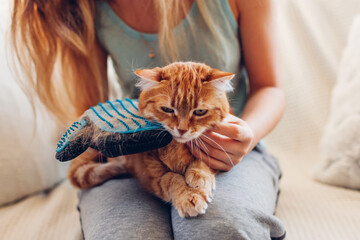 Brushing cat with glove to remove pets hair. Woman taking care of animal combing it with hand...
