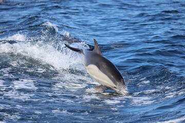 Fototapeta premium dolphin jumping in water