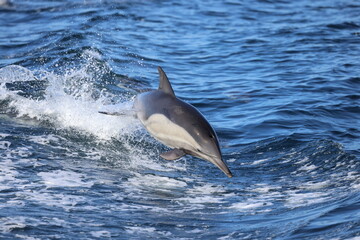 dolphin jumping out of water