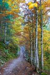 Alpine forest in Scorota Gorges in the Carpathians, Romania, Europe