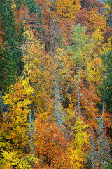 Fall colours in Triglav National Park, Slovenja, Europe 