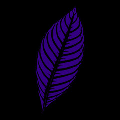 purple leaf isolated on black background